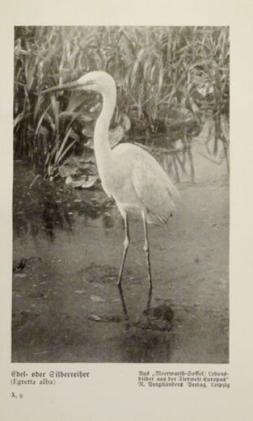 1926 - Edel- oder Silberreiher / Haubensteißfuß - alter Druck